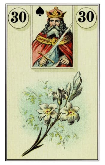 百合 - 雷諾曼牌